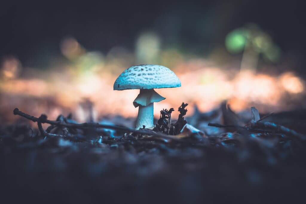 using coffee grounds for growing mushrooms