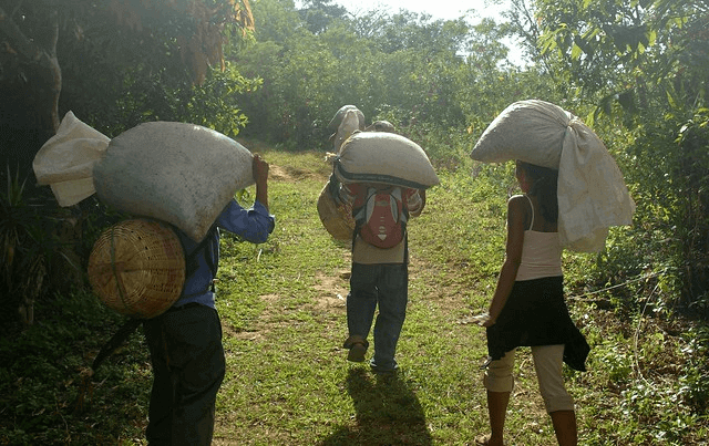 Sustainability and Coffee sustanability and sustainable sourcing guide from balmforth and co