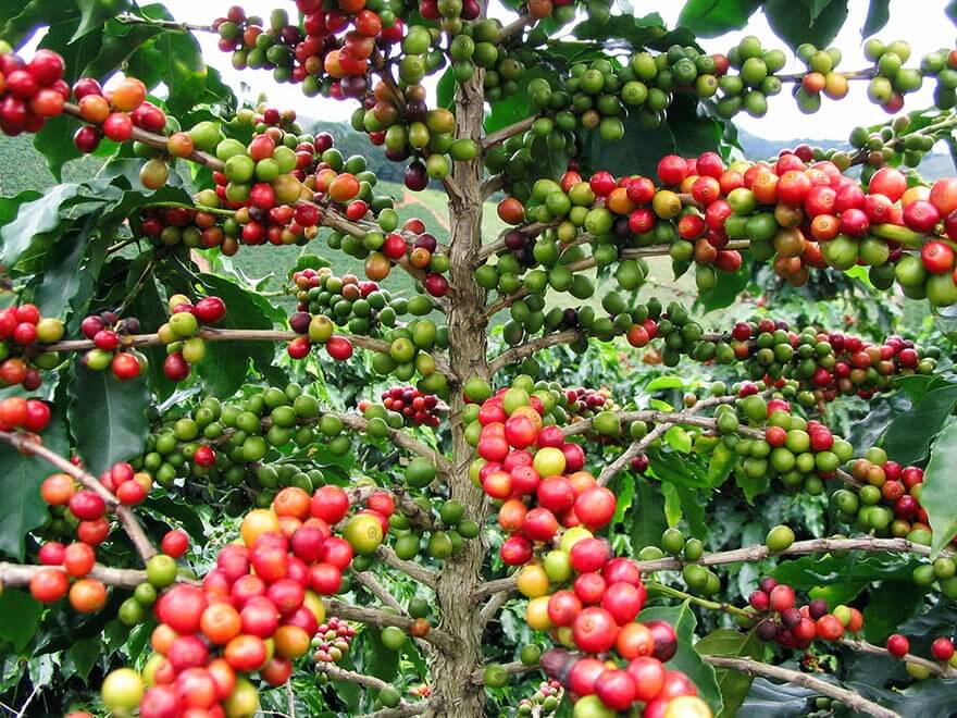 How Coffee Grows?