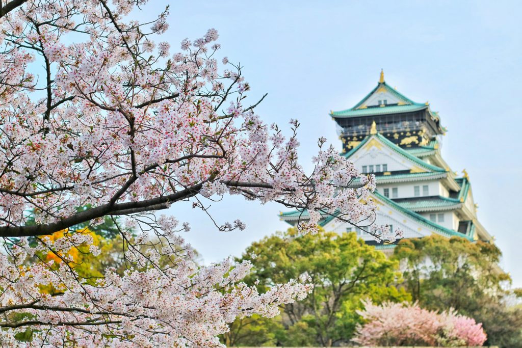 Cherry Blossom tree