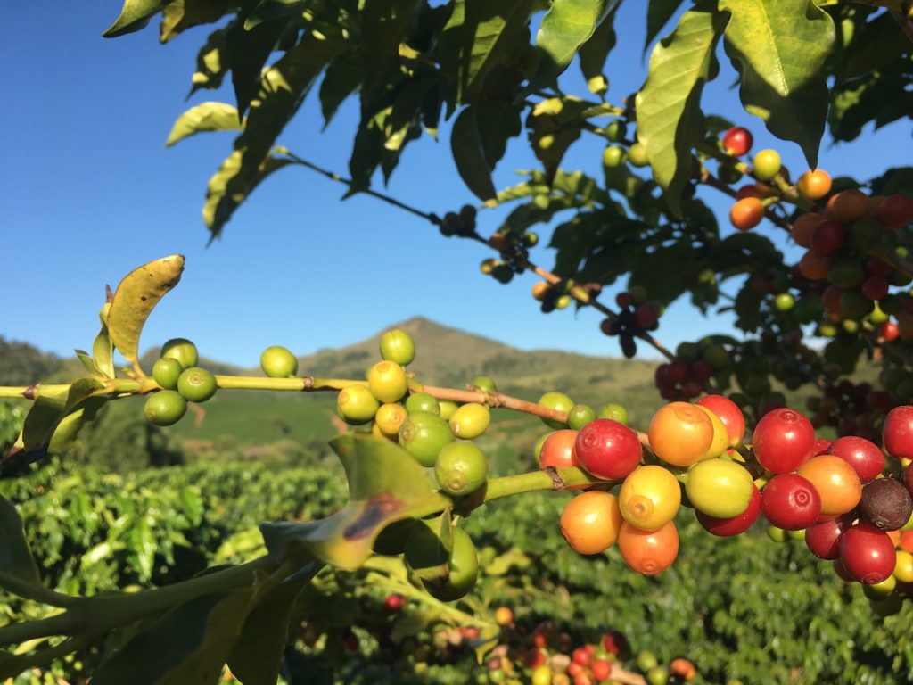 Brazil Coffee Farm