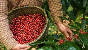 Fairtrade coffee beans UK