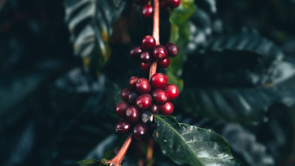 carbon neutral coffee supplier