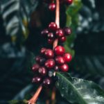 carbon neutral coffee supplier