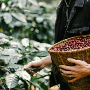 decaf coffee explained