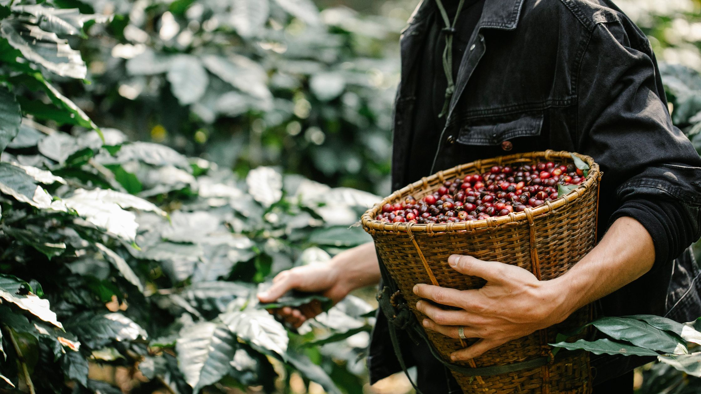 Decaf Coffee Explained: How Caffeine Is Removed & Why It Tastes Great